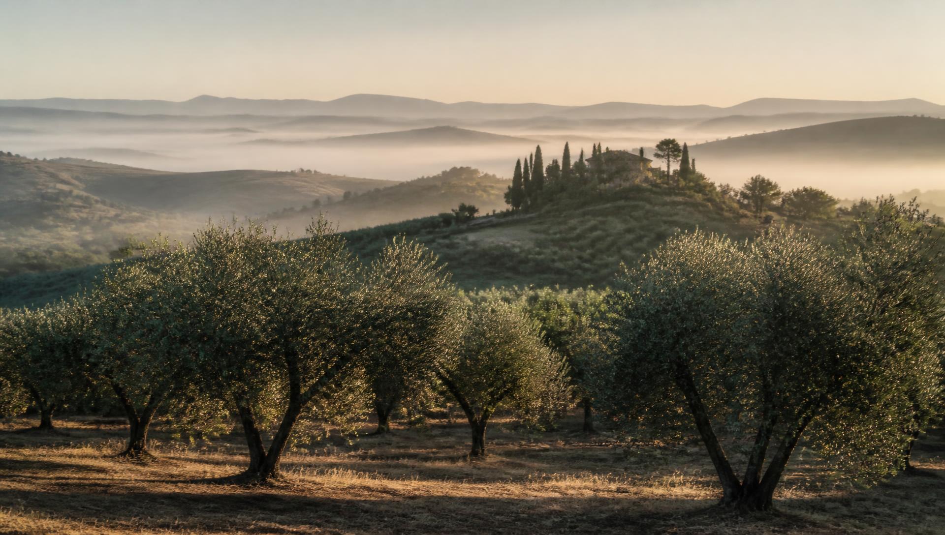 Olive groves and mist-covered Provençal hills in early morning light
